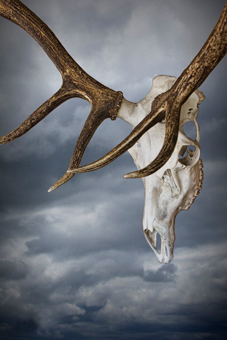 Elk Skull with Rack against a Cloudy Sky a Fine Art Photo - RandyNyhofPhotos