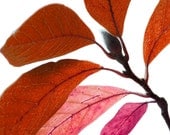 Red Magnolia Leaves with Bud - A Fine Art Photograph