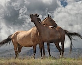 Montana Horses - A Fine Art Photograph - RandyNyhofPhotos