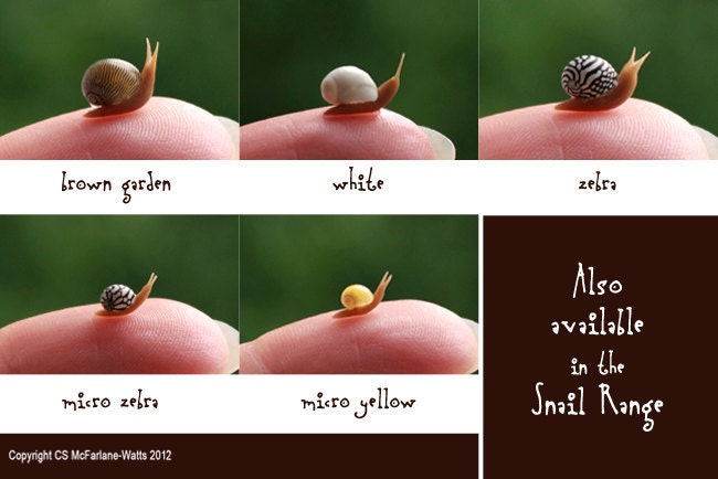 Brown Garden Snail - GARDEN RANGE