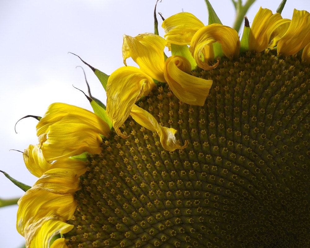 Sunflower Photograph Yellow Spring Flower Bright Sunny Sun Yellow Home Decor Baby Nursery Kitchen Wall Art