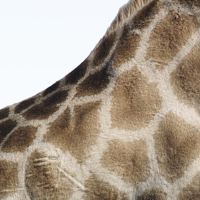 Animal Print Photo Photograph Photography Fine Art Print, Giraffe Hide Brown Tan Dude Man Africa Safari Animals Nursery Autumn Jungle Theme