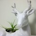 Vintage White Ceramic Deer Planter, White Deer Figurine, 8-Point Buck with Antlers, Woodland Figure, Glossy White Library Decor