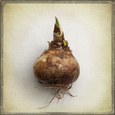 The Collection Number VIII Photography - Brown Flower Bulb, Garden, Gardening Spring Planting, Gardener, Natural History, Potting Shed Decor