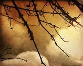 Haunting Sky - Spooky Mysterious Photograph - Halloween Photo - Autumn Fall Photography - Brown Sepia Clouds - Tree Topaz Night - gildinglilies