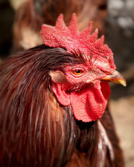 Rooster - A Signed Fine Art Photograph - Farm Chicken - Barnyard