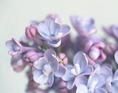 Lilac II - Photography - Flower Floral - Lavender Purple Periwinkle Aqua Bloom - Lilacs - Mothers Day Gift - Spring Summer Easter - Feminine