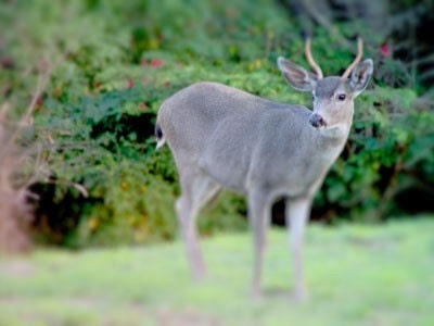 You Are So Deer A Signed Fine Art Photograph