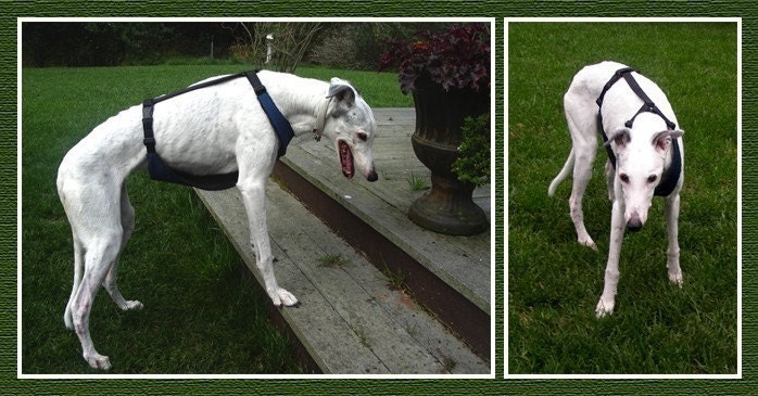 Greyhound Assistance Harness