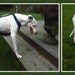 Greyhound Assistance Harness