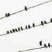 Birds on a Wire cards