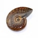 One Whole Polished Ammonite Fossil Cabochon AM2B168107