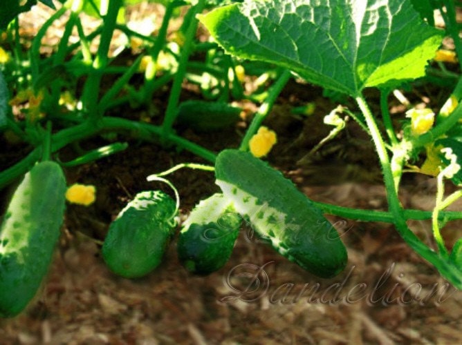 Heirloom Boston Pickling Cucumber