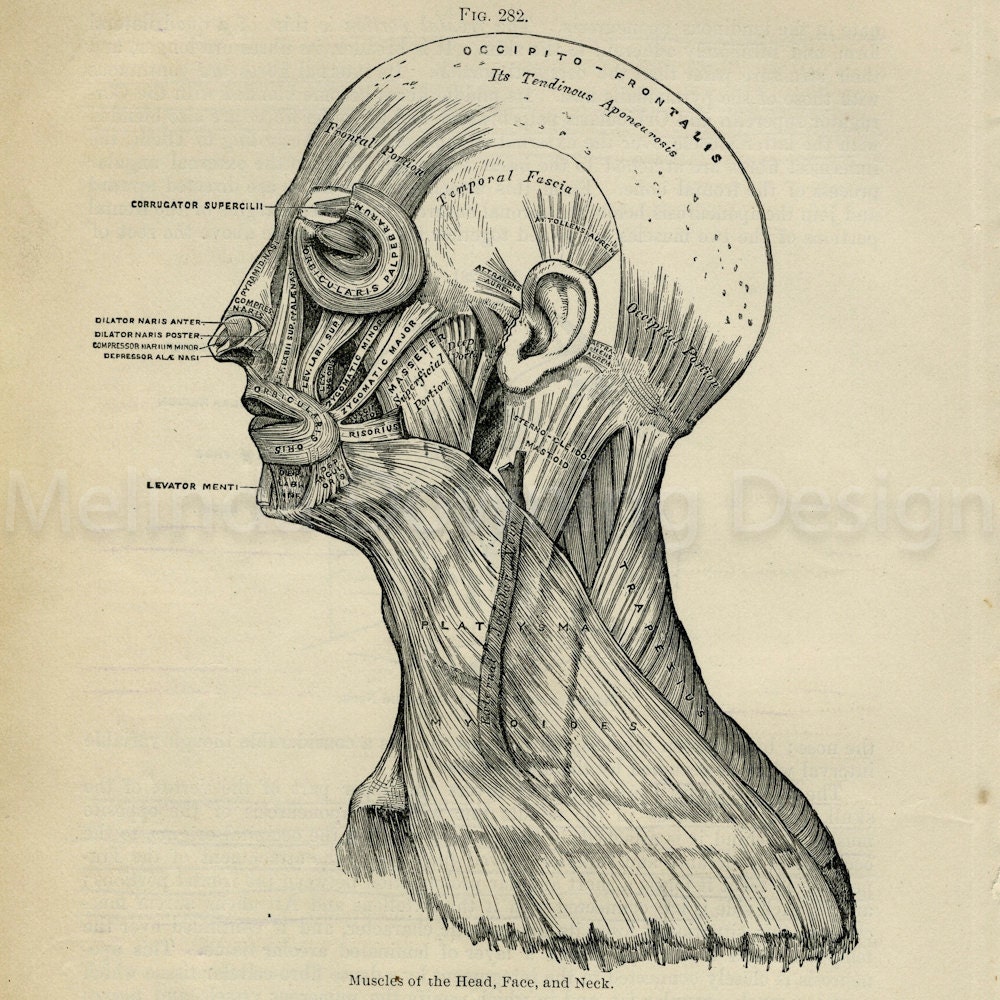 Fascia Anatomy