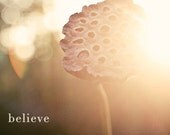 Lotus Seed Pod - 8x8 Photograph - believe