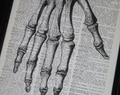 Bones Anatomy Hand Image Dictionary Print Upcycle 8 x 10