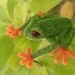 Needle Felted Red-Eyed Green Tree Frog