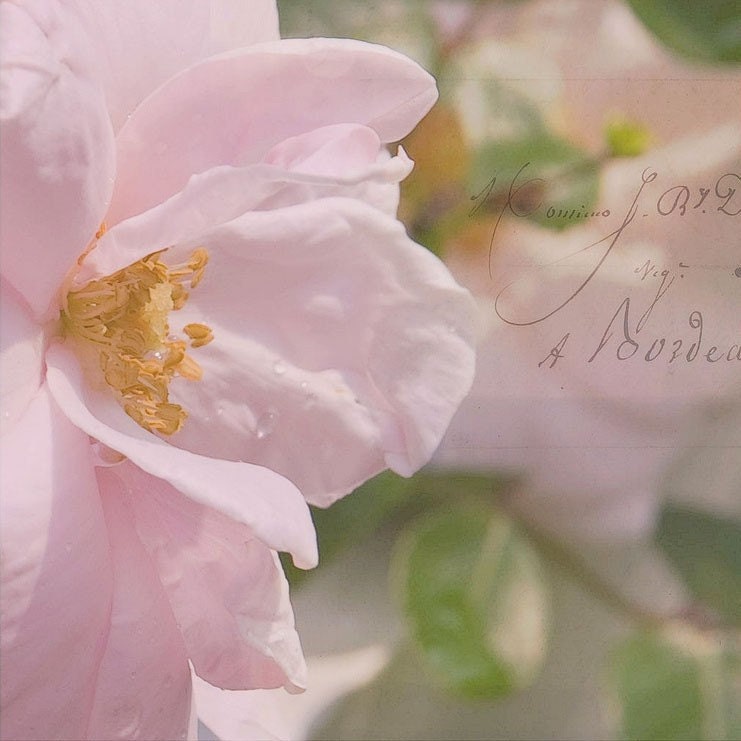 Romance-Fine Art Photography-Wall Decor, Girls Bedroom Decor-Floral Photography-French Script-Feminine-Petals-5x5 Print