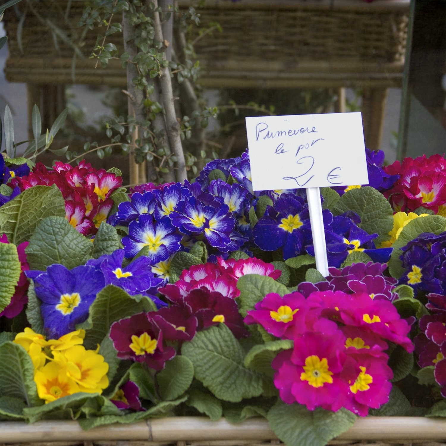 Paris Photography- Paris Decor-French Market-Fine Art Photography- Primroses-Paris Wall Art, 5x5 fine art print
