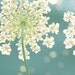 Custom Listing For Laura, Custom Size fine art photography print