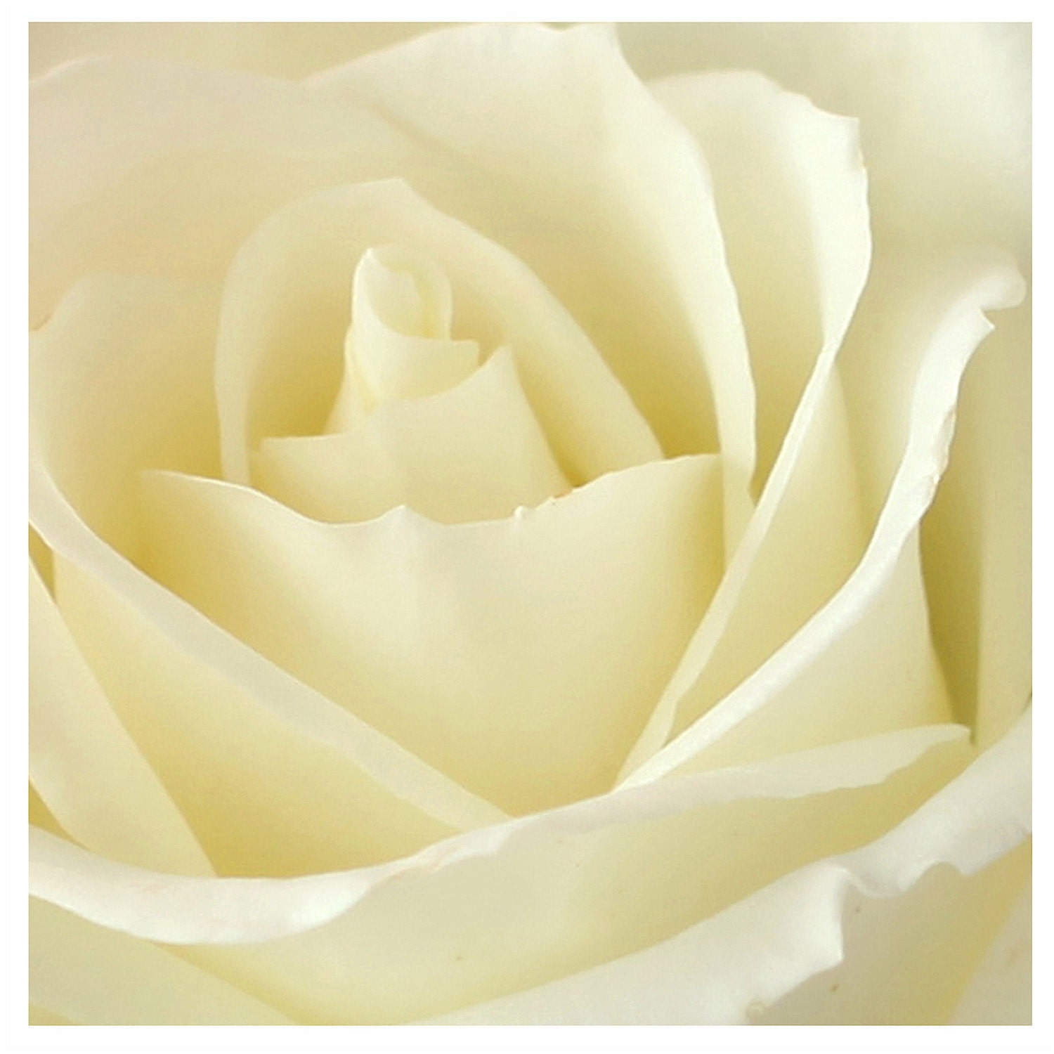 Fine Art Photography, Macro Photography, Floral, Wall Art, Ivory, Rose, 5x5 Fine Art print