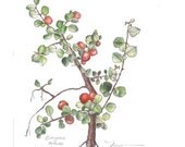 Winter Creeper, Print of drawing of Evergreen Low Shrub, 8" x 10"