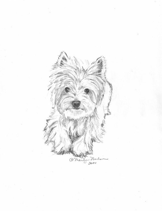 Custom Pet Drawing in Pencil from your photograph