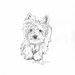 Custom Pet Drawing in Pencil from your photograph