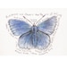 Blue Butterfly with Robert Frost poem print, 8" x 10"