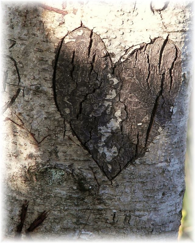 heart carved tree
