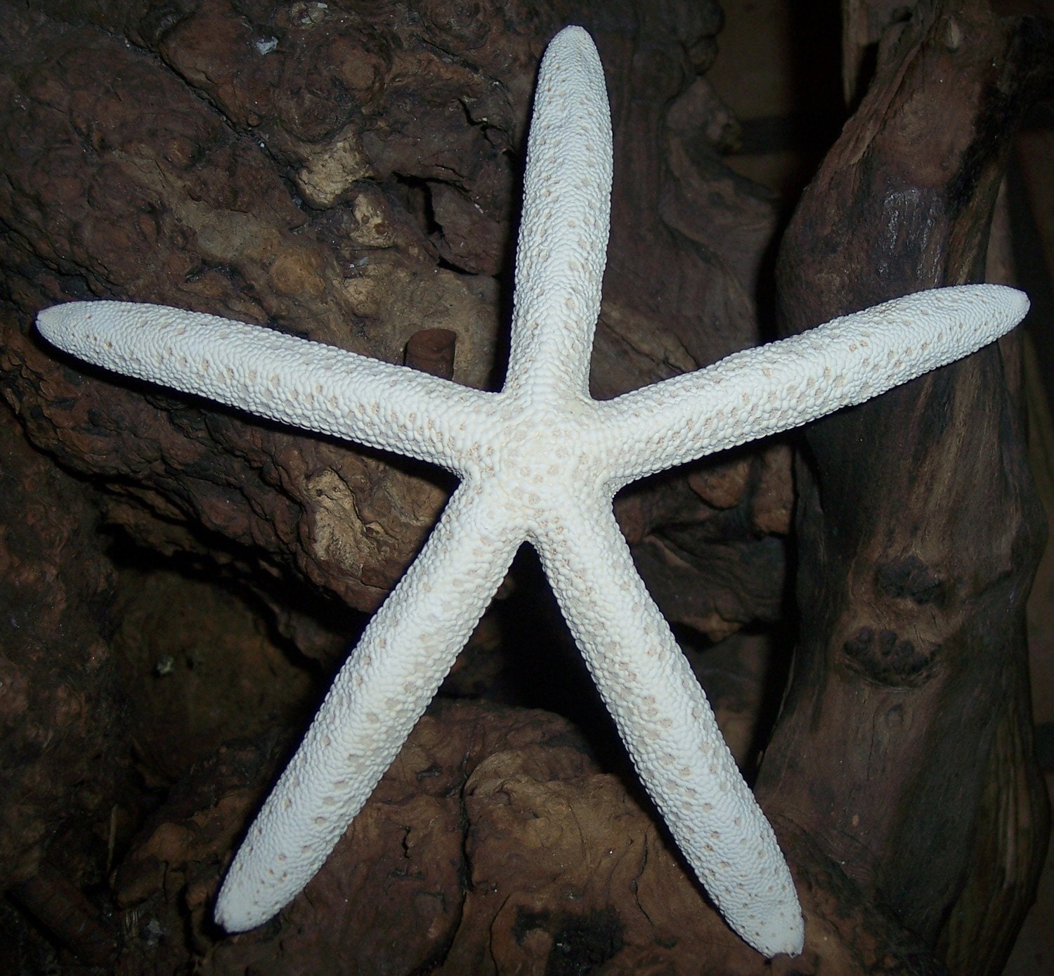 Coastal Home Decor Large White Finger Star Fish loose for decorating or crafts Sea Shells Supplies
