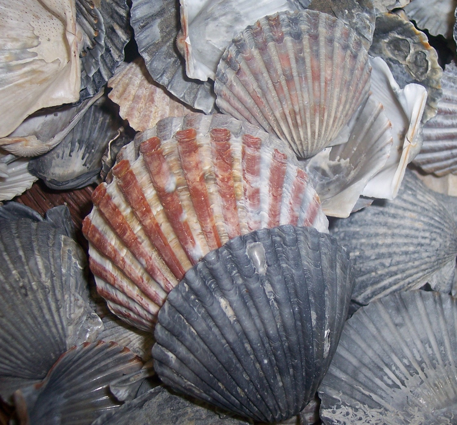 Coastal Home Decor Grab Bag of Scallop Shells for Decorating and Sea Shell Art