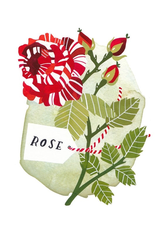 Candy-stripe Rose - Archival art print
