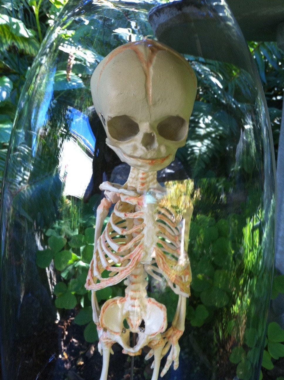 30 week old Human Fetal Skelton in glass Cloche Dome