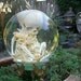 30 week old Human Fetal Skelton in glass Cloche Dome