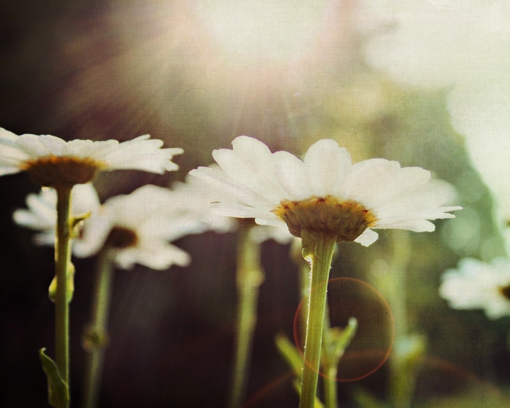 Flower Photography - Garden Daisies at sunrise - sun flare - studionumber7
