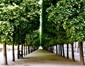 Paris Photography - Green Tree Photograph - Parisian Landscape - Symmetry - Large Fine Art Print - Elegant French Decor - Park in France
