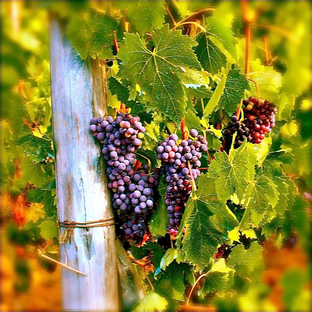 grapes italy