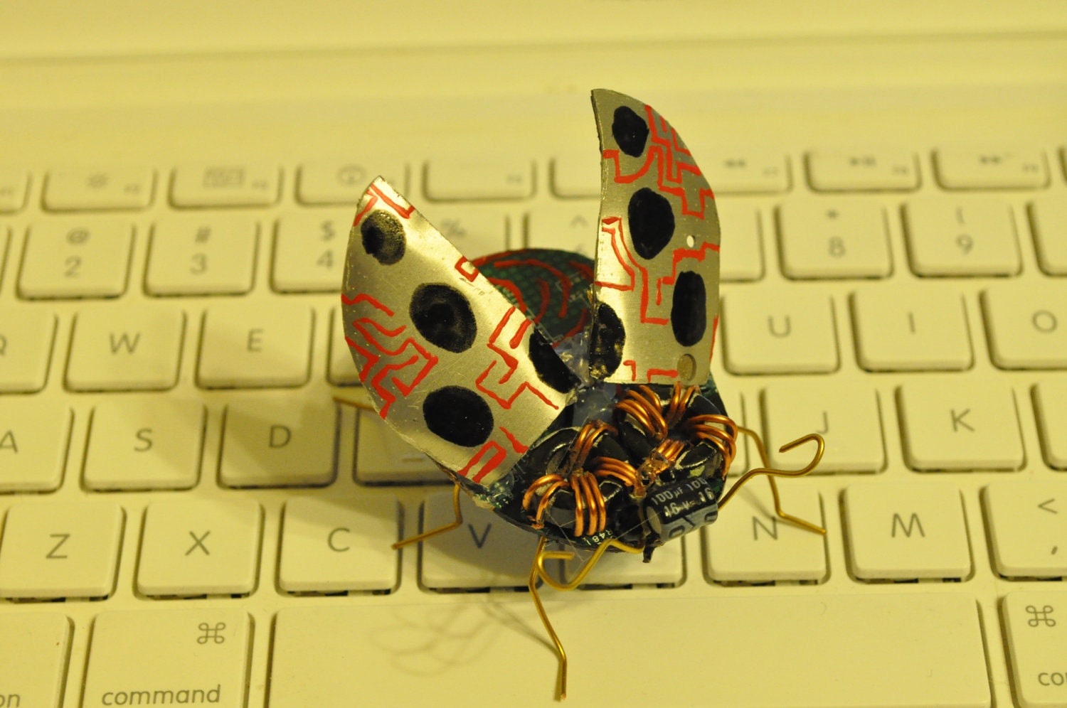 Coccinellidae Circuiticus