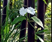 XL live rare black bamboo plant - BOGO SALE