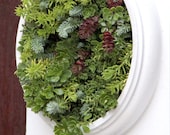 Reserved for M. Preorder for spring 2013 here,  XXL - Living Wall framed succulent planter