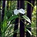 XL live rare black bamboo plant - BOGO SALE