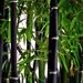 XL live rare black bamboo plant - BOGO SALE