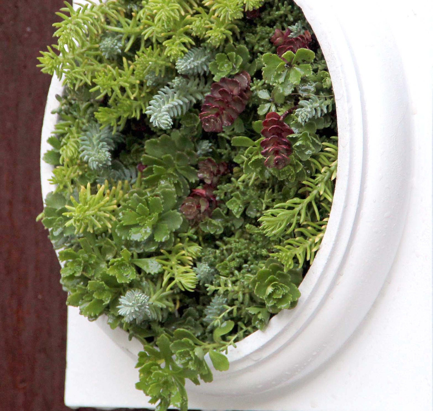 Reserved for M. Preorder for spring 2013 here, XXL - Living Wall framed succulent planter