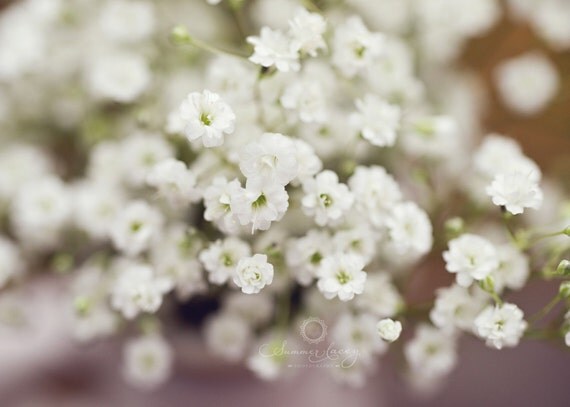 Baby Breaths - Fine Art Print - 8x10 - White Spring Baby Breath - Original Wall Art