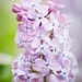 Lilac III - 11x14 Fine Art Print - Lilac Original Wall Art - Purple Flower