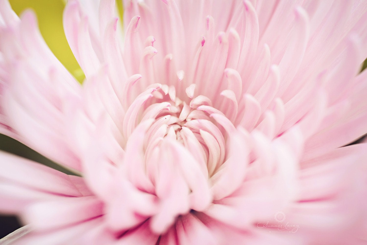 Pretty with Pink - Fine Art Print - 8x10