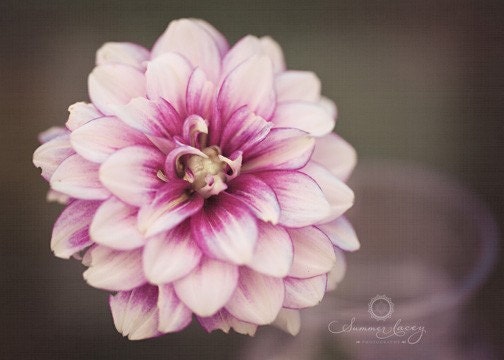 Pink Whisper I - Fine Art Print -8x10 - Pink Flower - Petals - Original Wall Art