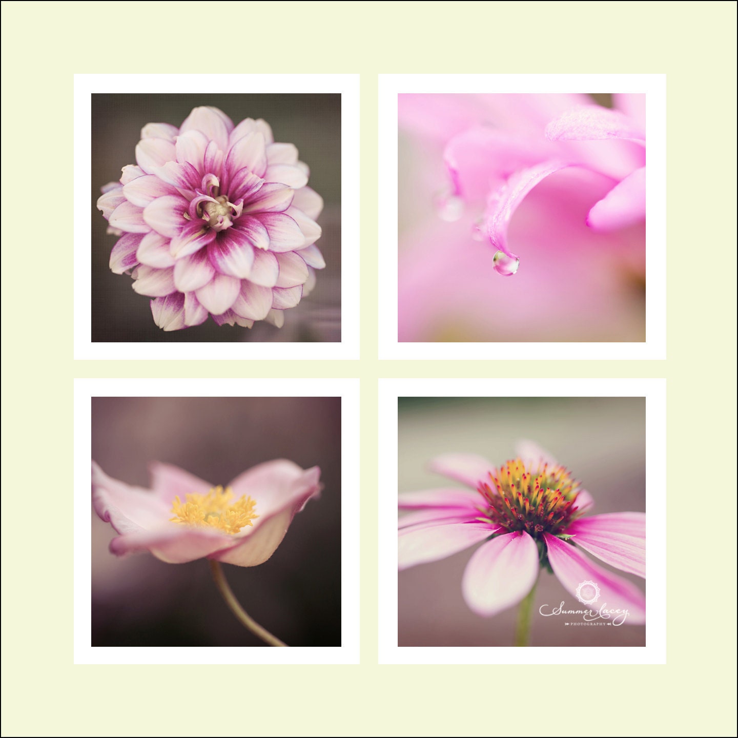 Pink Passion Collection (set of 4 - 5x5 fine art prints) - Pink Flowers Original Wall Art - Anemone Flower