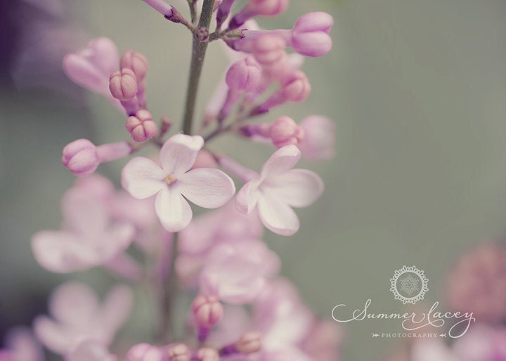 Lilacs of the Valley - Fine Art Print - 8x10 - Pink Purple Spring Lilac - Original Wall Art